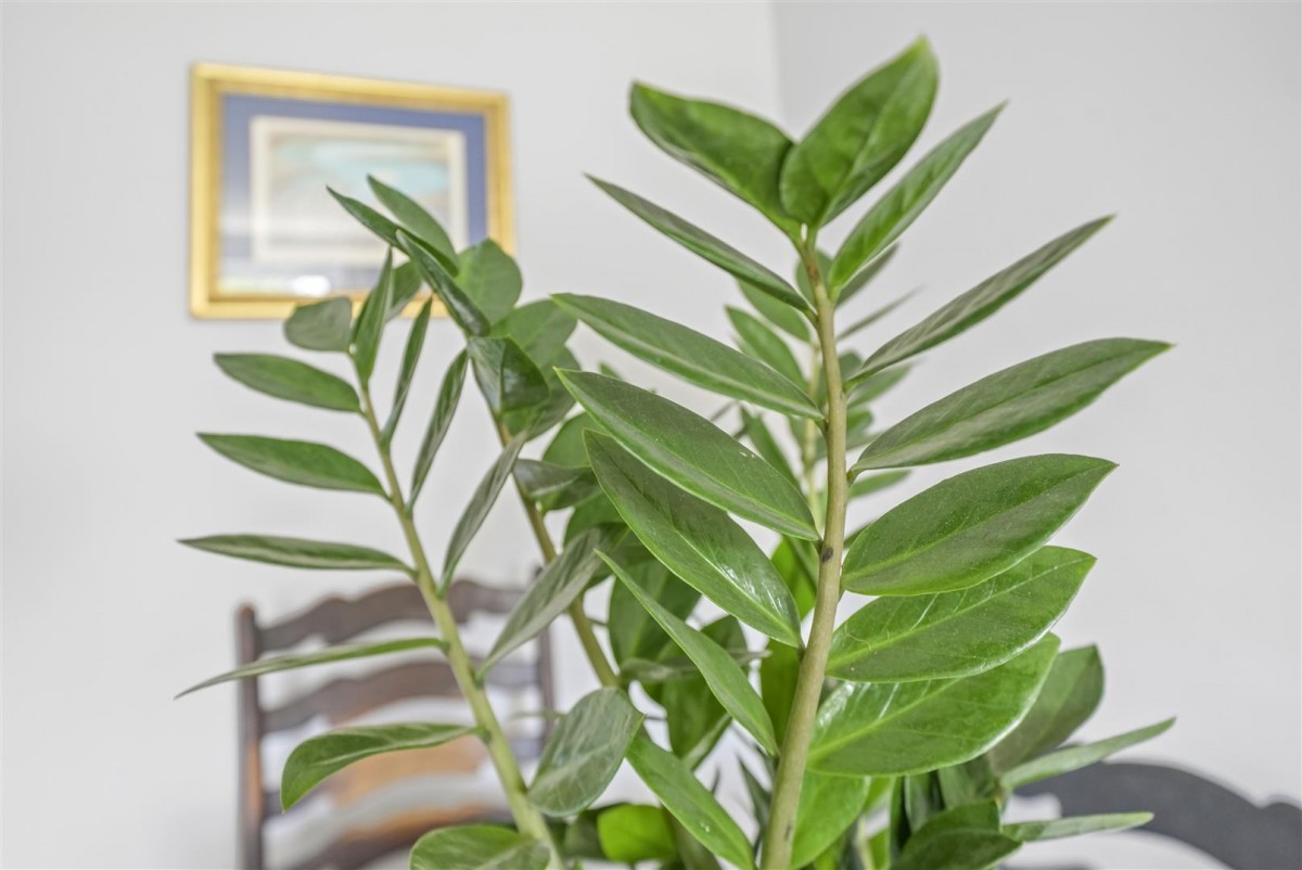 Image for Savana, Yoakley Road, N16 0BG